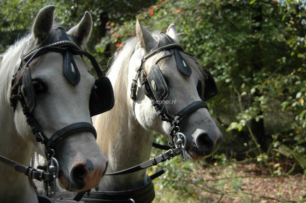 luxe hoofdstel voor minishet, leer