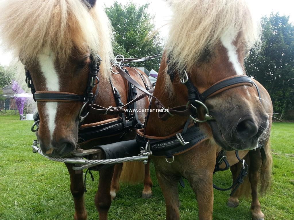 Zweispänner Brustgeschirr EUROTECH COMBI Ideal Equestrian – Bild 3