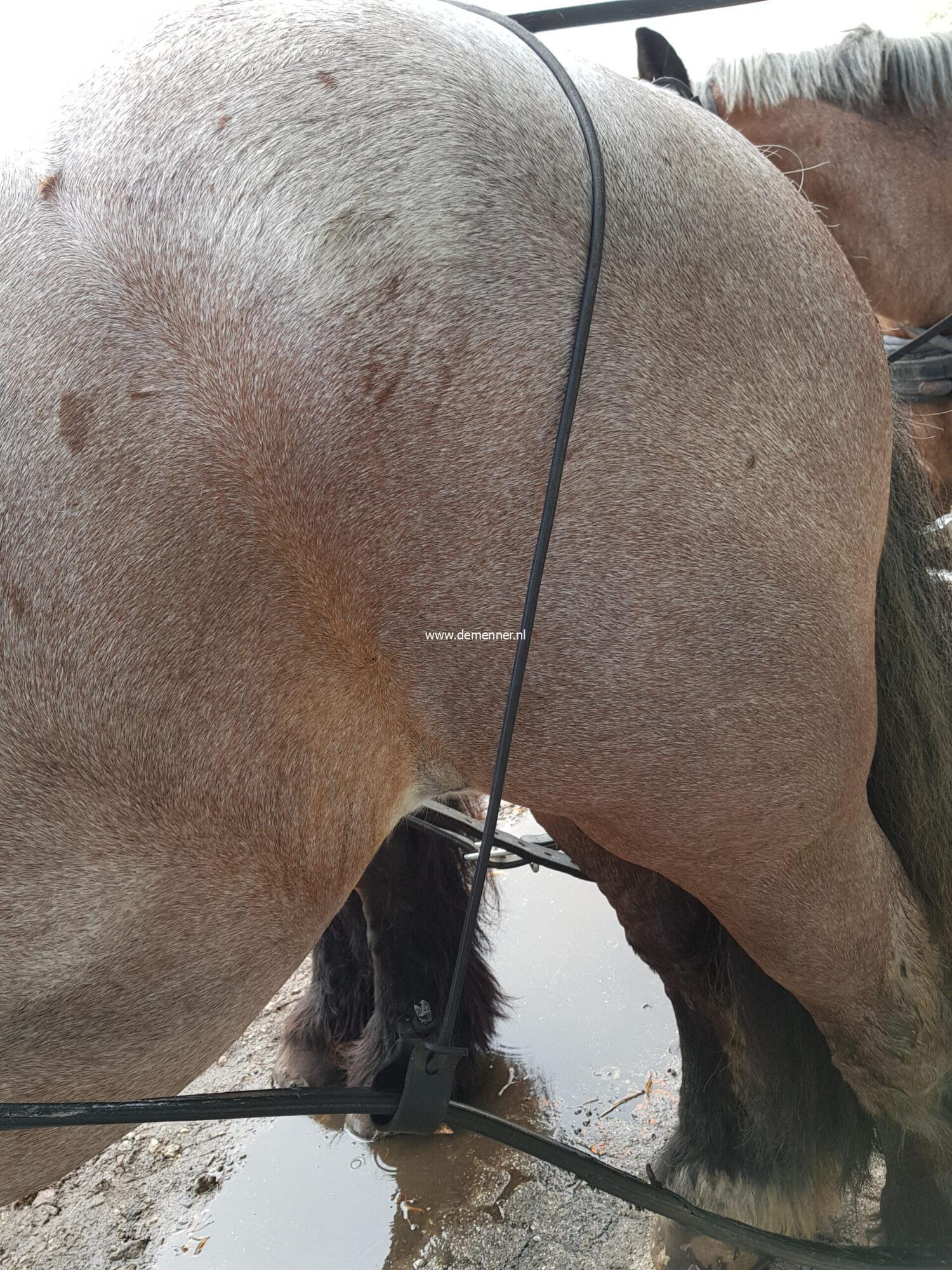 Strengendrager, elastisch – Bild 2