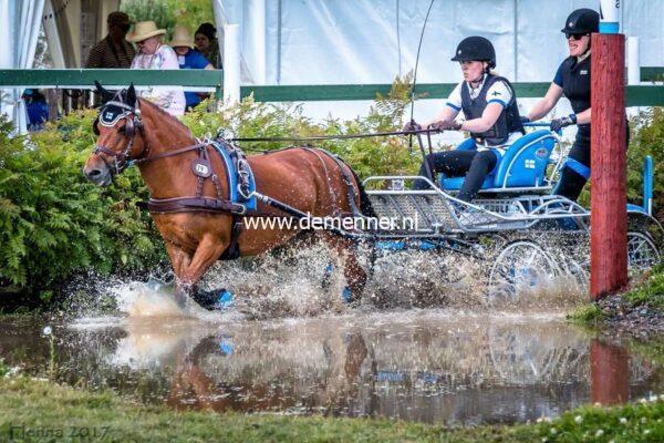 Einspänner Brustgeschirr LUXE Leder Ideal Equestrian – Bild 3