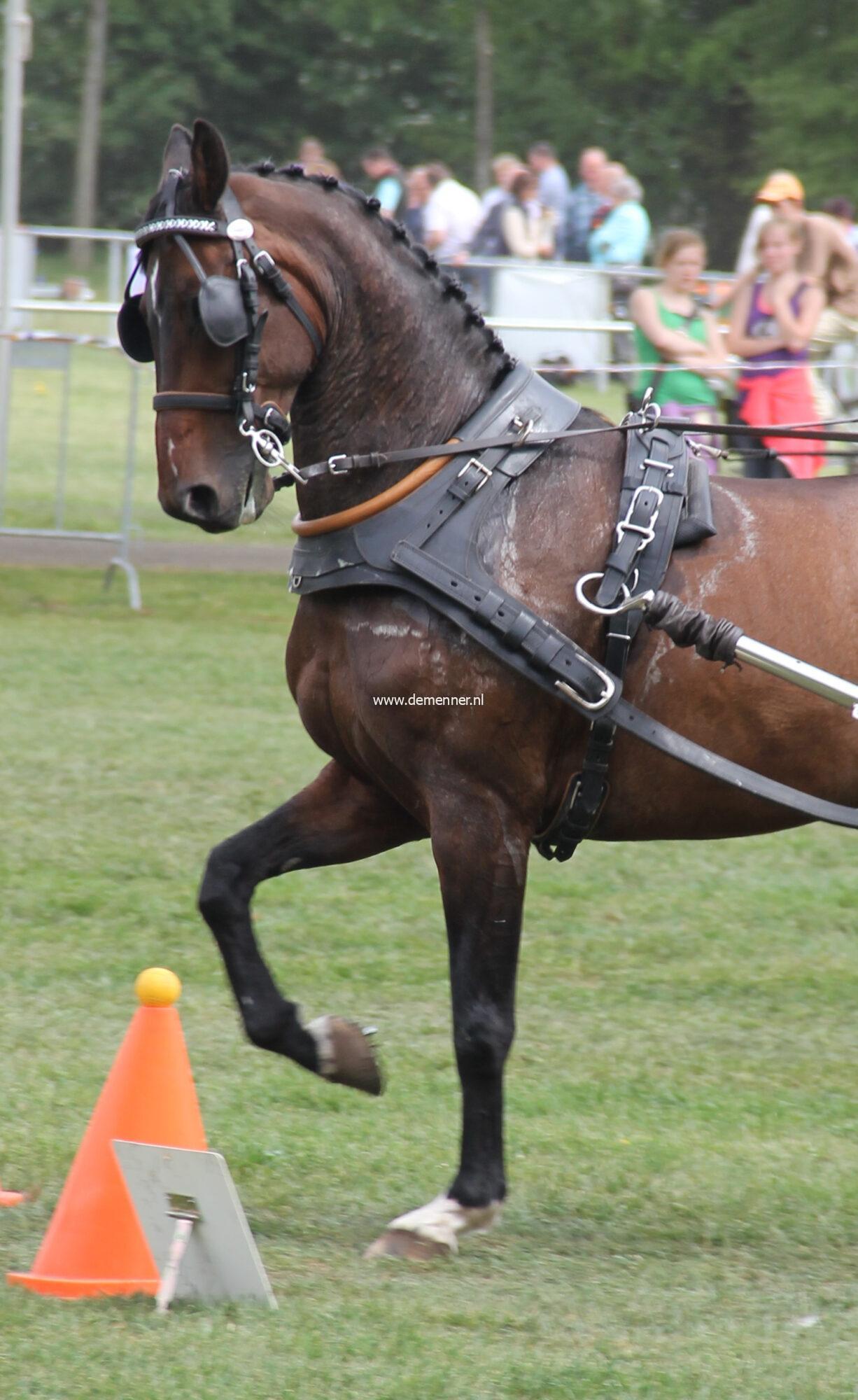 Einspännergeschirr LUXE mit Fransösisches Kumt Ideal Equestrian – Bild 2