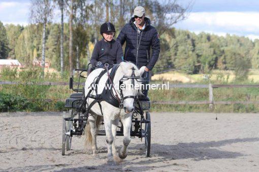 Einspännergeschirr LUXE mit Fransösisches Kumt Ideal Equestrian – Bild 3
