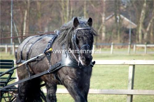 Einspännergeschirr LUXE mit Fransösisches Kumt Ideal Equestrian – Bild 5