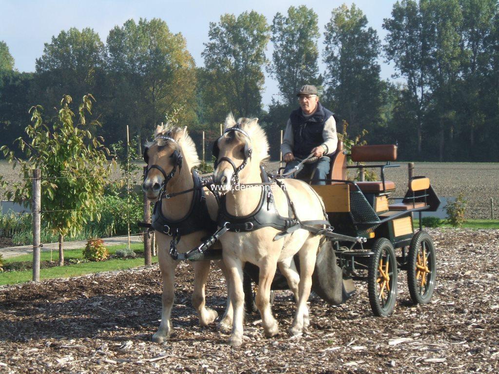 Zweispännergeschirr LUXE mit Fransösische Kumte Ideal Equestrian – Bild 2