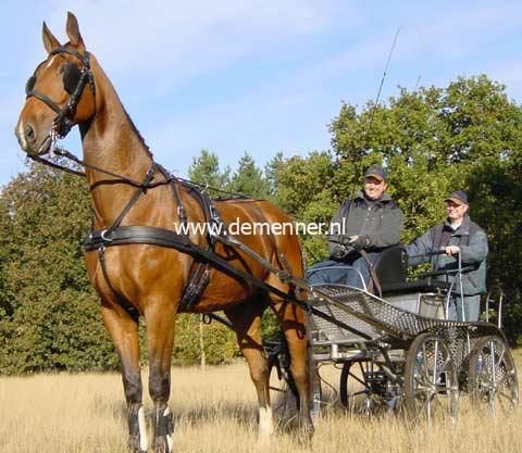 Einspänner Brustgeschirr LEATHERTECH COMBI Ideal Equestrian – Bild 4