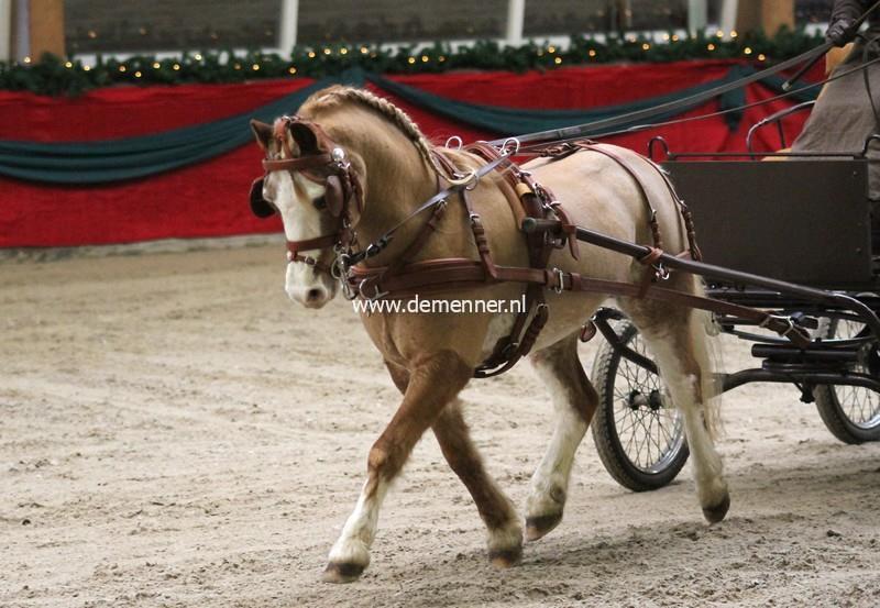 Einspänner Brustgeschirr LEATHERTECH COMBI Ideal Equestrian – Bild 3