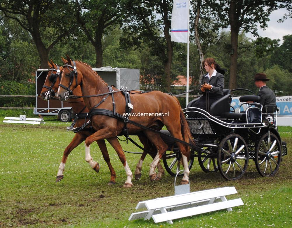 Zweispänner Brustgeschirr LUXE Ideal Equestrian – Bild 2