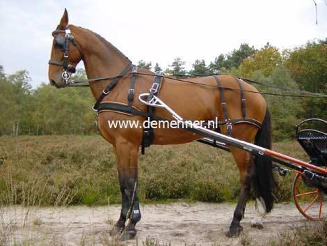 Einspänner Brustgeschirr WEBTECH Combi Ideal Equestrian – Bild 2
