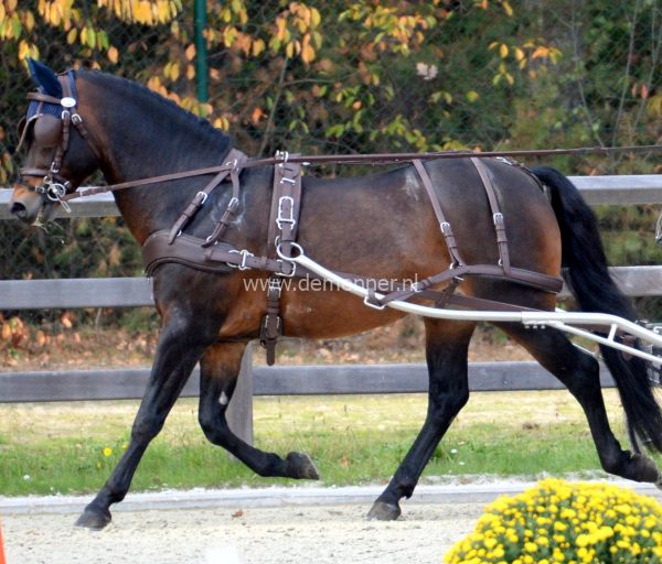 Brustgeschirr einspännig eurotech classic ideal equestrian